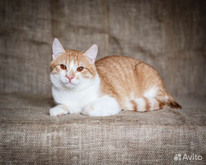 Молодой гладкошерстный котик