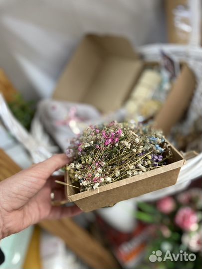 Гипсофилы сухоцвет