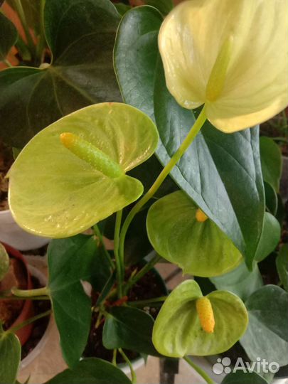 Эухарис,сансивьерия