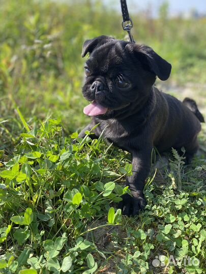 Щенок мопса девочка