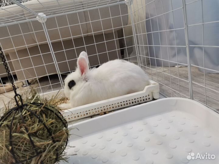 Декоративные кролики карликовый рекс