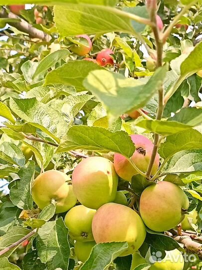 Яблоки и груши