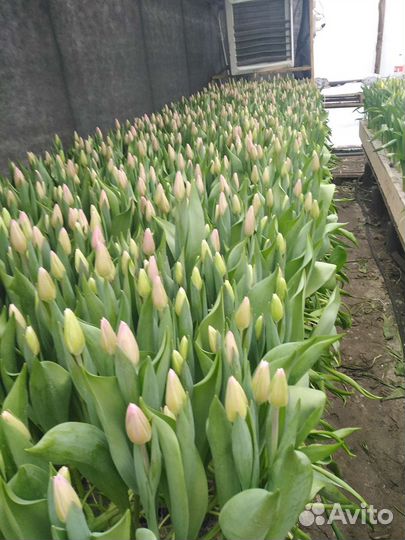 Тюльпаны оптом