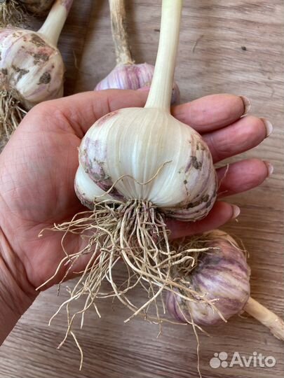 Чеснок