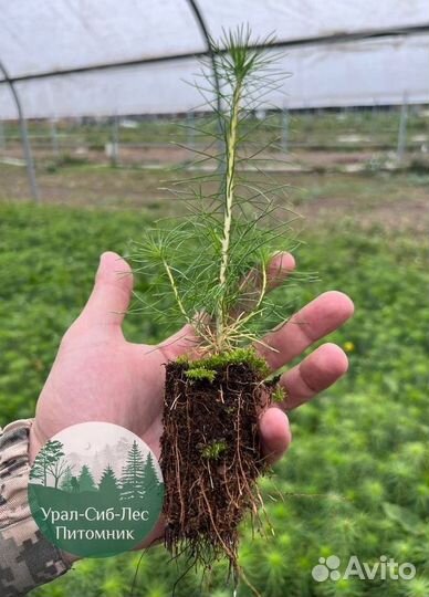 Зкс и окс Сосна Ель Лиственница сеянцы Голуб горн