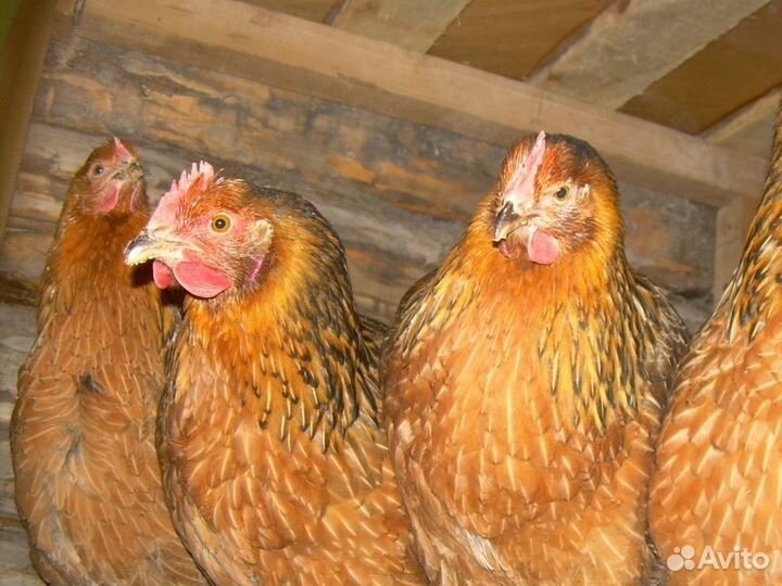 Куры несушки породы Леггорн