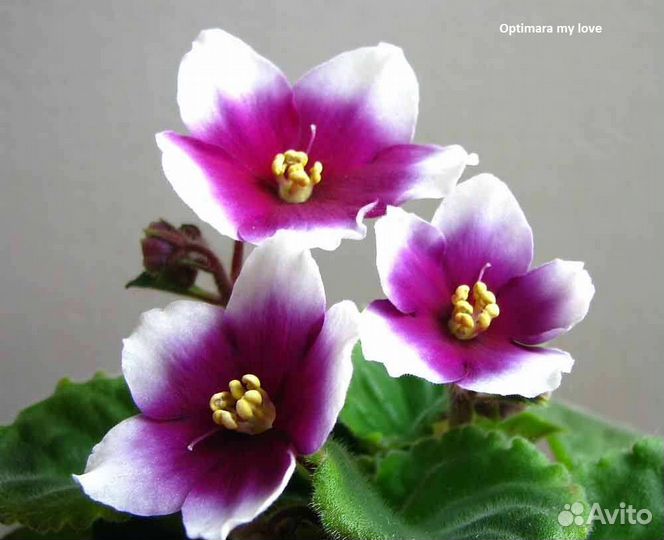 Листочки сортовых фиалок