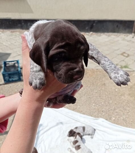 Щенки курцхаара