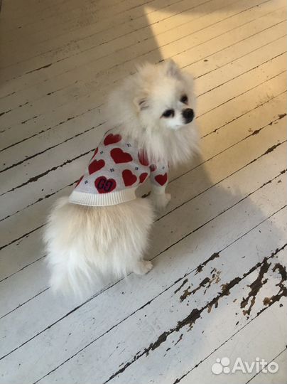 Немецкий шпиц вязка