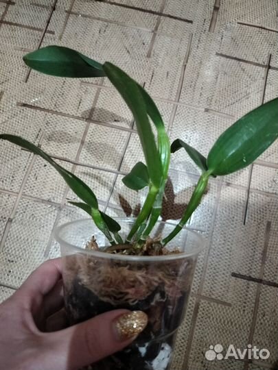 Орхидея каттлея