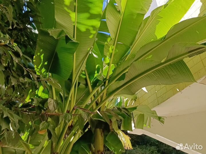 Банановая пальма