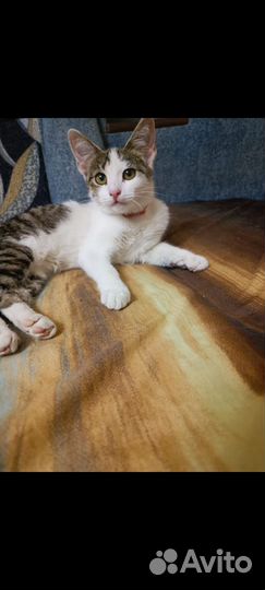 Кошка в дар бесплатно