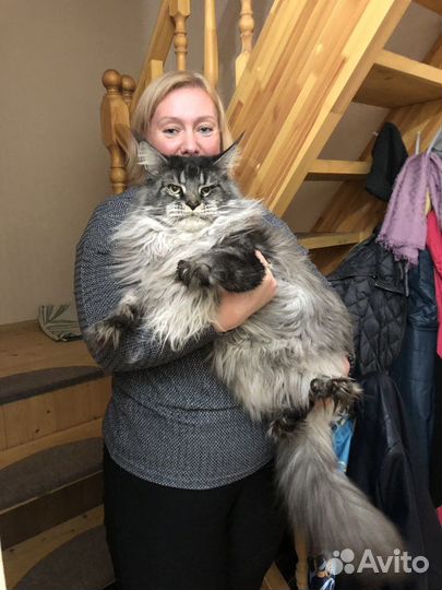 Вязка кошек