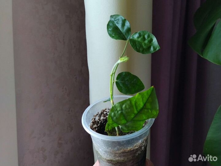 Жасмины комнатные