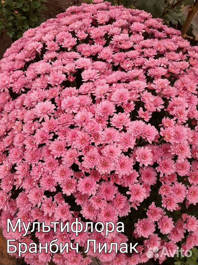 Хризантемы мультифлора