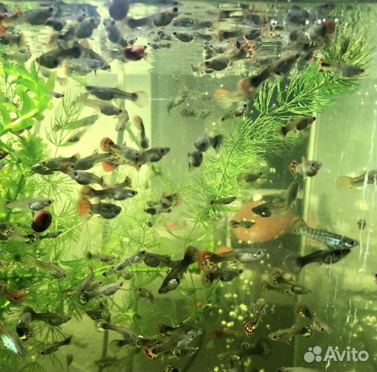 Рыбки Гуппи и аквариумные растения