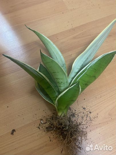 Сансевиерия ханни крем