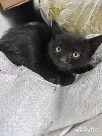 Котенок девочка