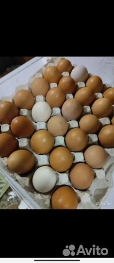 Домашние куриные яйца