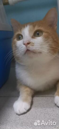 Кот. В добрые руки