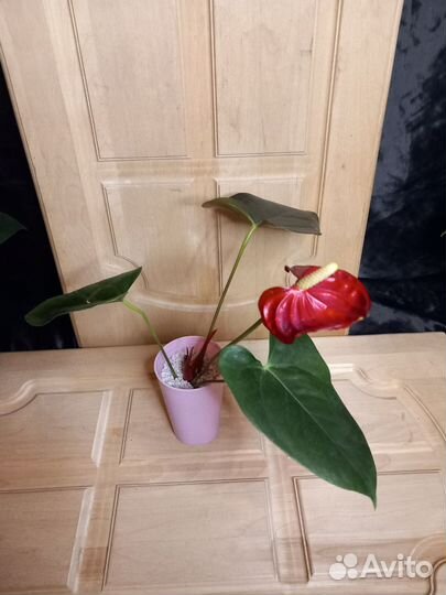 Антуриум коралл чемпион