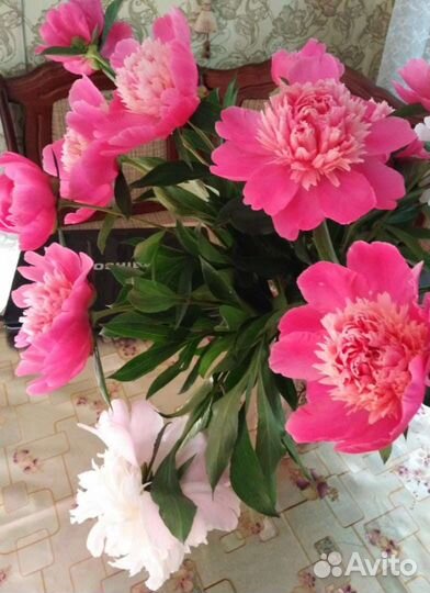 Многолетние цветы