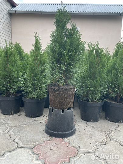 Туя западная смарагд