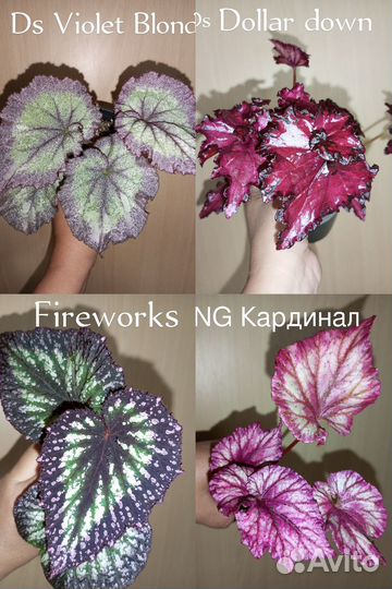 Бегония декоративнолиственная