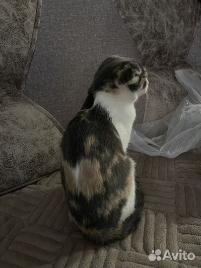 Вислоухие котенок кошка девочка