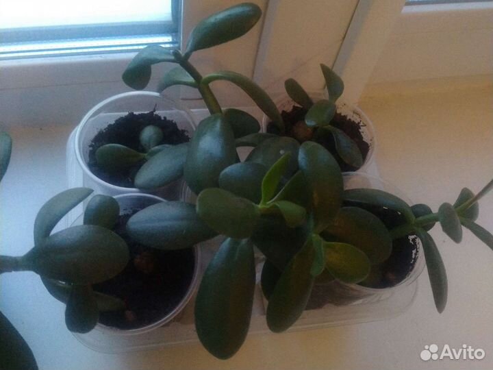 Сансевиерия (тещин язык), денежное дерево