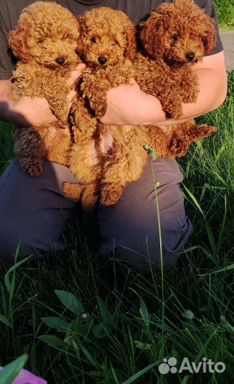 Щенки той пуделя