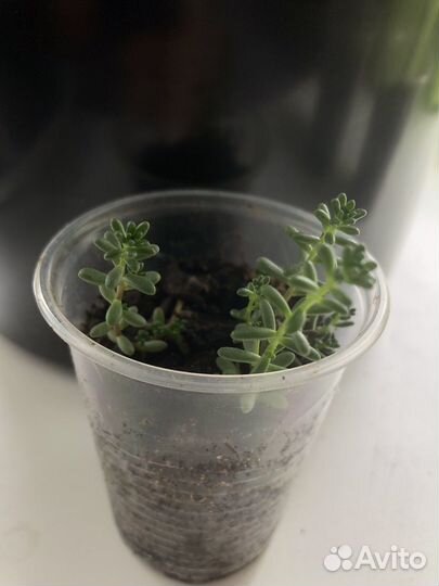 Кактусы и суккуленты