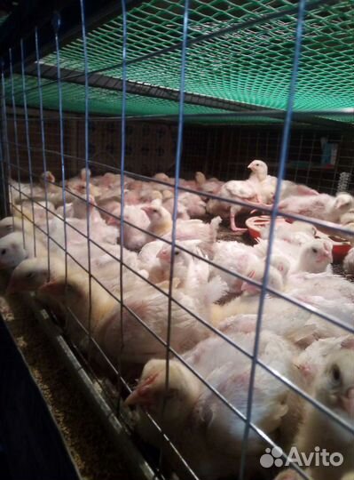 Бройлеры кобб 500