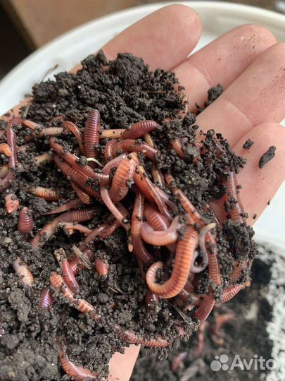 Малек,мотыль