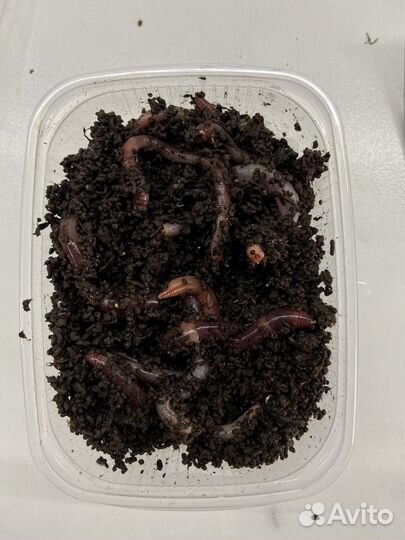 Червь дендробена