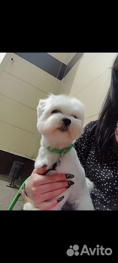 Мальтезе вязка