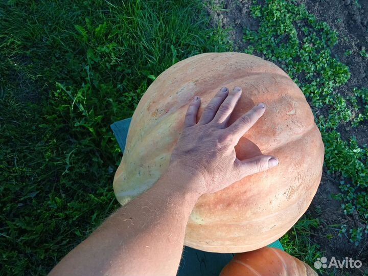 Кабачки и тыквы