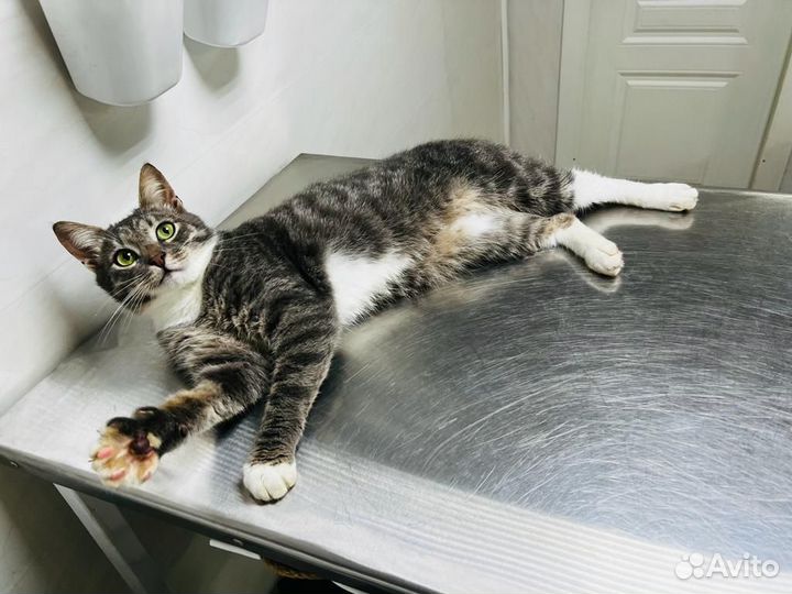 Котик в добрые руки