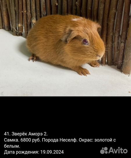 Морская свинка Американский крестед скинни