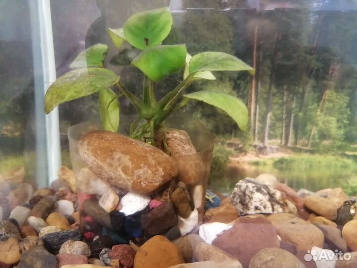 Аквариум на 5 литров отсадной