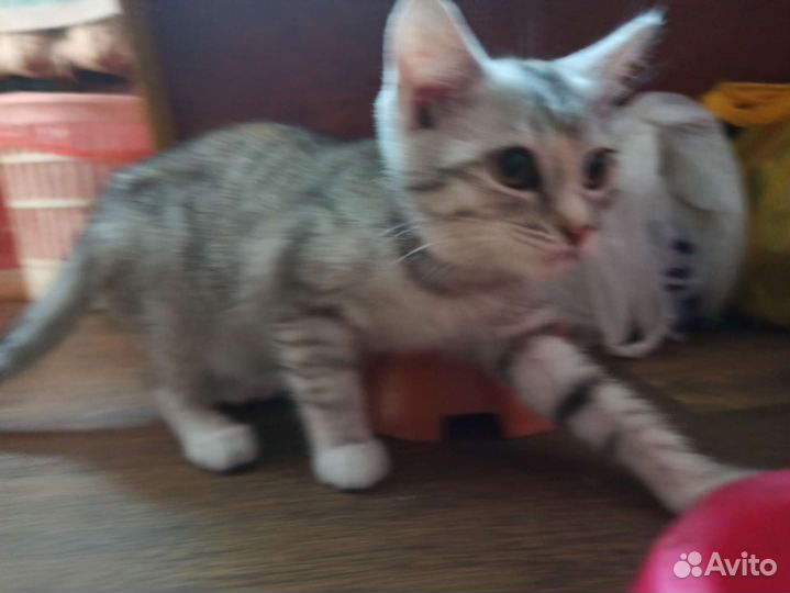 Котятки прямоухие