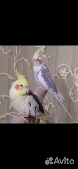 Перо Кореллы для поделок, украшений