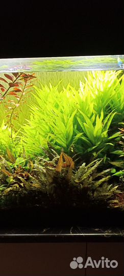 Растения для аквариума