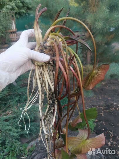 Продаю корни кувшинок (розовые)