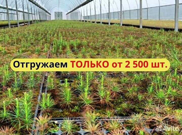 Сеянцы сосны зкс