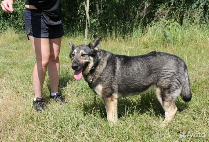 Собака друг, компаньон ищет семью