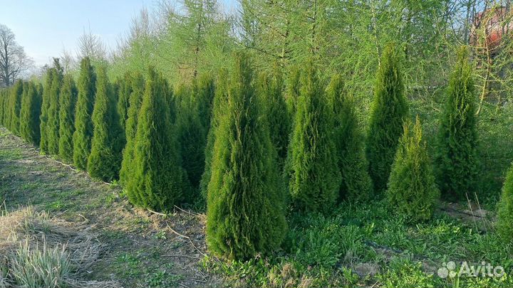 Туя западная