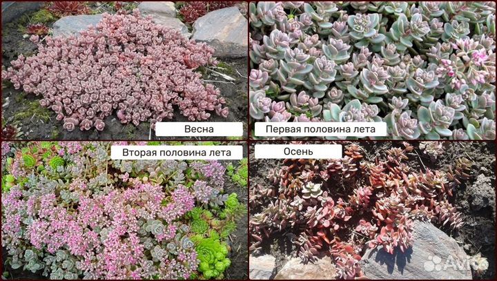 Почвопокровники и суккуленты-очитки и молодило