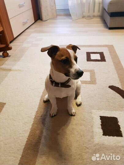 Джек рассел терьер Вязка