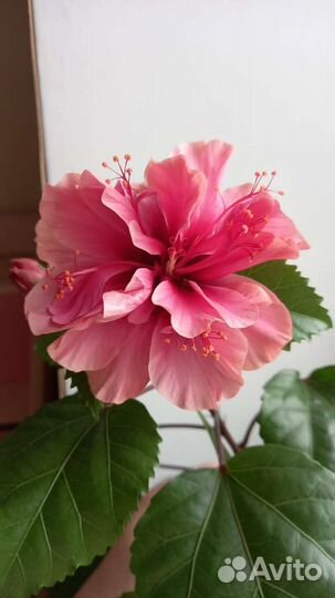 Гибискус китайская роза